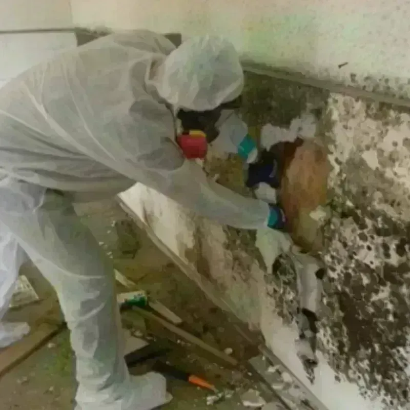 Mold Remediation and Removal in Bay County, FL